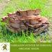 Tarragon Oyster Mushroom Organic Seeds 50 Pleurotus Euosmus Spores Grow Fresh, Gourmet Mushrooms At Home Easy And High Yield