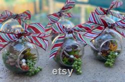 Terrarium Airplant Christmas decoration