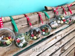Terrarium Airplant Christmas decoration