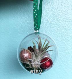 Terrarium Airplant Christmas decoration