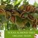 Texas Almond Tree Organic Seeds, 10 Count Texas Almond Seed, Sweet Almond Plant Seeds For Garden, Non-gmo Heirloom, Open Pollination