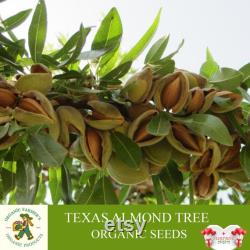 Texas Almond Tree Organic Seeds, 10 Count Texas Almond Seed, Sweet Almond Plant Seeds for Garden, Non-GMO Heirloom, Open Pollination