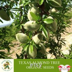 Texas Almond Tree Organic Seeds, 10 Count Texas Almond Seed, Sweet Almond Plant Seeds for Garden, Non-GMO Heirloom, Open Pollination