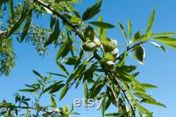 Texas Almond Tree Organic Seeds, 10 Count Texas Almond Seed, Sweet Almond Plant Seeds for Garden, Non-GMO Heirloom, Open Pollination
