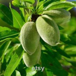 Texas Almond Tree Organic Seeds, 10 Count Texas Almond Seed, Sweet Almond Plant Seeds for Garden, Non-GMO Heirloom, Open Pollination
