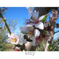 Texas Almond Tree Organic Seeds, 10 Count Texas Almond Seed, Sweet Almond Plant Seeds for Garden, Non-GMO Heirloom, Open Pollination