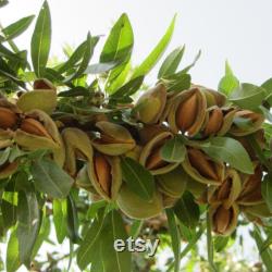 Texas Almond Tree Organic Seeds, 10 Count Texas Almond Seed, Sweet Almond Plant Seeds for Garden, Non-GMO Heirloom, Open Pollination