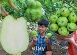 Thai Long Guava . Seedless. Air layering tree.