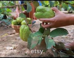 Thai Long Guava . Seedless. Air layering tree.