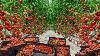 The Biggest Hydroponic Tomatoes Green House In Netherland Tomatoes Farming And Harvesting