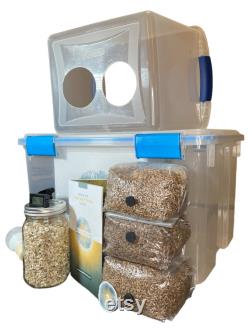 The Galaxy Mushroom Grow Kit Still Air Box, Sterile Grain, Substrate and Monotub included