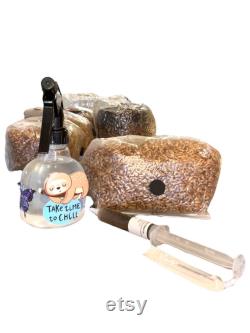 The Galaxy Mushroom Grow Kit Still Air Box, Sterile Grain, Substrate and Monotub included