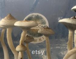 The Galaxy Mushroom Grow Kit Still Air Box, Sterile Grain, Substrate and Monotub included