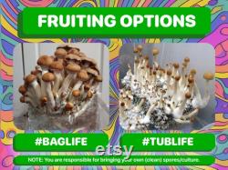 The It's Magic Mushroom All In One Grow Bag 6lb FREE SHIPPING