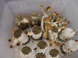 The MycoPark Epic Mushroom Growing Kit