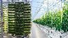 The Rise Of Greenhouse Farming Is Gaining Momentum In 2020