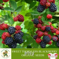 Thornless Blackberry Organic Seeds, 10 Count Sweet Blackberry Seed, Thornless Blackberry Plant Seeds for Pot and Garden, Non-GMO Heirloom