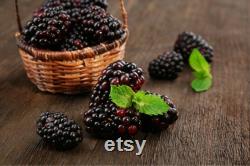 Thornless Blackberry Organic Seeds, 10 Count Sweet Blackberry Seed, Thornless Blackberry Plant Seeds for Pot and Garden, Non-GMO Heirloom