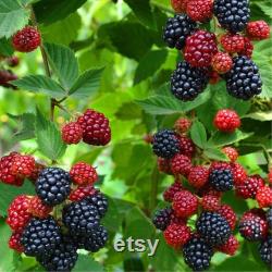 Thornless Blackberry Organic Seeds, 10 Count Sweet Blackberry Seed, Thornless Blackberry Plant Seeds for Pot and Garden, Non-GMO Heirloom