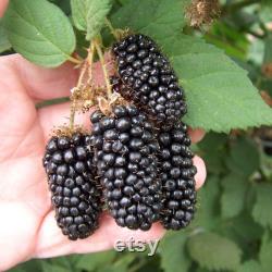 Thornless Blackberry Organic Seeds, 10 Count Sweet Blackberry Seed, Thornless Blackberry Plant Seeds for Pot and Garden, Non-GMO Heirloom