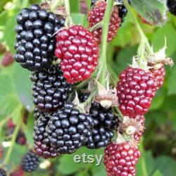 Thornless Blackberry Organic Seeds, 10 Count Sweet Blackberry Seed, Thornless Blackberry Plant Seeds for Pot and Garden, Non-GMO Heirloom