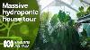 Touring A Massive Hydroponic Aroid Collection Indoor Plants Gardening Australia