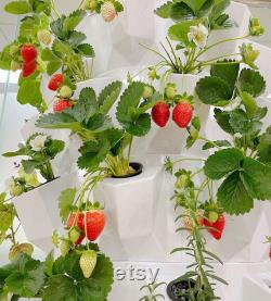 Tower hydroponic system Indoor home Greenhouse automated hydroponic producing strawberries