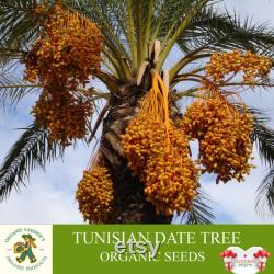 Tunisian Date Tree Organic Seeds, 10 Count Tunisian Date Tree Seed, Date Plant for Garden and Pot, Non-GMO Heirloom, Open Pollination