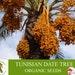 Tunisian Date Tree Organic Seeds, 10 Count Tunisian Date Tree Seed, Date Plant For Garden And Pot, Non-gmo Heirloom, Open Pollination