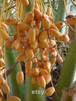 Tunisian Date Tree Organic Seeds, 10 Count Tunisian Date Tree Seed, Date Plant for Garden and Pot, Non-GMO Heirloom, Open Pollination