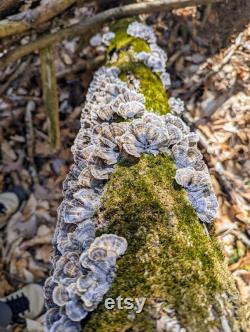 Turkey Tail Mushroom Liquid Culture Trametes versicolor