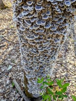 Turkey Tail Mushroom Liquid Culture Trametes versicolor