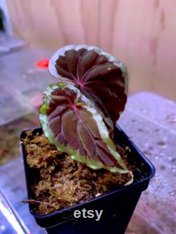 USA Begonia Baramensis