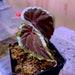 Usa Begonia Baramensis