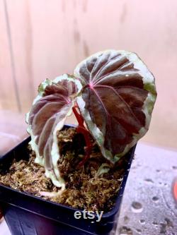USA Begonia Baramensis