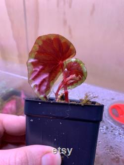 USA Begonia Baramensis