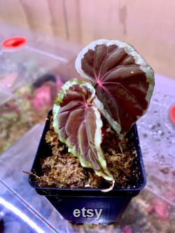 USA Begonia Baramensis