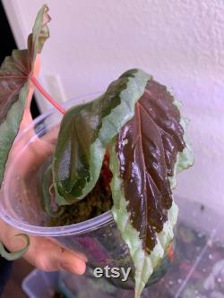 USA XL Begonia Baramensis