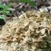 Umbrella Polypore Mushroom Liquid Culture Polyporus Umbellatus