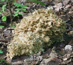 Umbrella Polypore Mushroom Liquid Culture Polyporus umbellatus