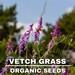 Vetch Grass Organic Seeds, 100 Count Vetch Grass Seed, Natural Vetch Grass Seed, For Pot And Garden, Non-gmo Heirloom, Open Pollinated