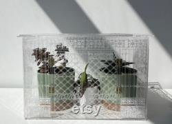 Victorian-Inspired Acrylic Greenhouse with Cathedral Etched Design Miniature Plant Conservatory Botanicals Terrarium