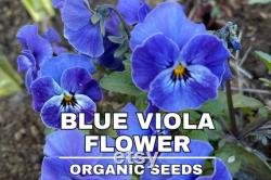 Viola, Cornuta Osirus Blue Perfection Organic Flower Seeds, 25 Count Organic Blue Viola Seeds, Heirloom Flower ( Violaceae )