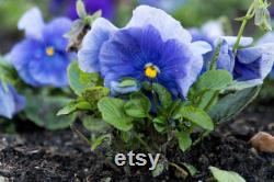 Viola, Cornuta Osirus Blue Perfection Organic Flower Seeds, 25 Count Organic Blue Viola Seeds, Heirloom Flower ( Violaceae )