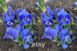 Viola, Cornuta Osirus Blue Perfection Organic Flower Seeds, 25 Count Organic Blue Viola Seeds, Heirloom Flower ( Violaceae )