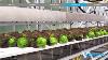 Viscon Hydroponics Fully Automated Hydroponic System Gipmans