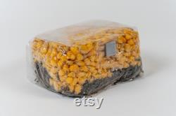 Vroom Vroom Bag All-In-One Mushroom Grow Bag (Grain Spawn and Substrate)