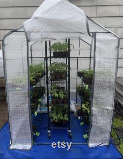 Walk-in Greenhouse with Window,Plant Gardening Green House 2 Tiers and 8 Shelves,L56.5 x W56.5 x H76.5