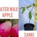 Water Wax Apple-sanki. Sweet, Very Juicies, Crunchy Bites. Cay Man Pingpong.