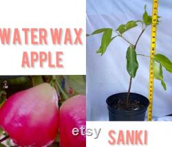 Water Wax Apple-Sanki. Sweet, very juicies, crunchy bites. Cay Man Pingpong.